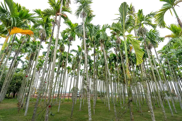Tall areca palm trees thriving in an open grove, showcasing lush green foliage under a clear sky.