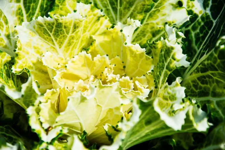 Fresh green and yellow cabbage leaves in sunlight showcasing natural patterns and textures.