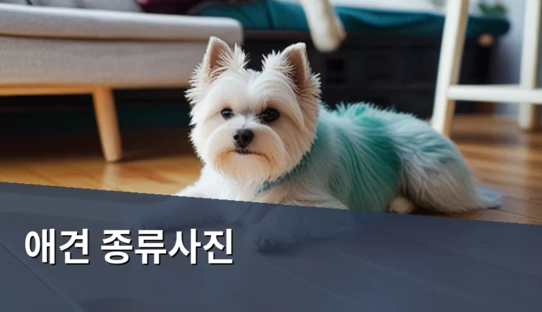 애견 종류사진 볼 때 반드시 따져봐야 할 6가지 기준